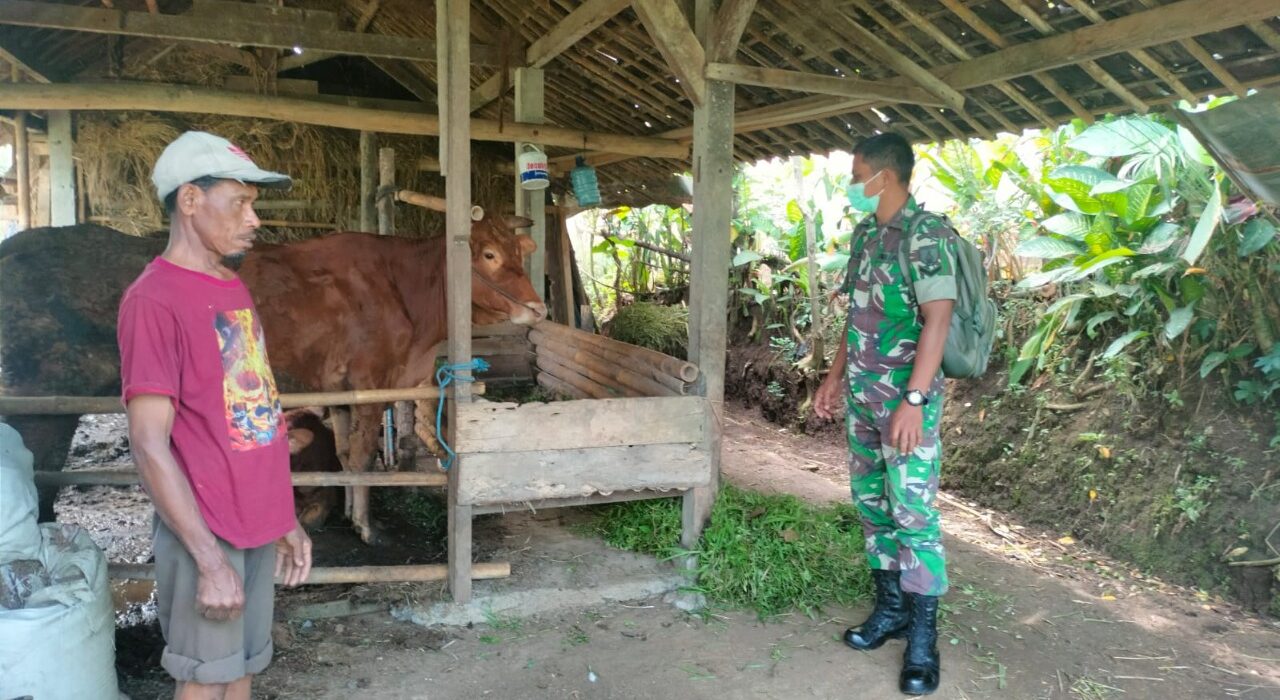 Babinsa Koramil Doko bersama warga binaanya memeriksa hewan ternak sapi