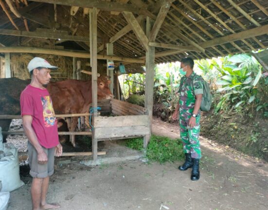 Babinsa Koramil Doko bersama warga binaanya memeriksa hewan ternak sapi