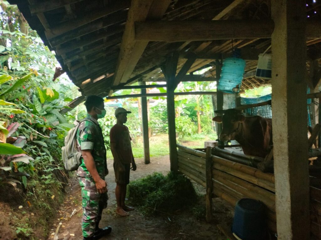 Babinsa Koramil Doko bersama warga sedang mengecek kesehatan hewan ternak sapi