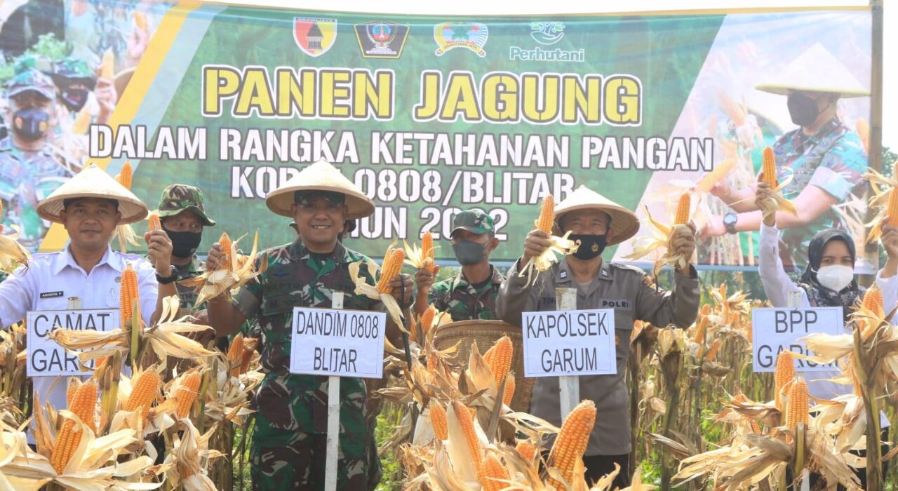 Tingkatkan Ketahanan Pangan Kodim Blitar Gelar Panen Jagung