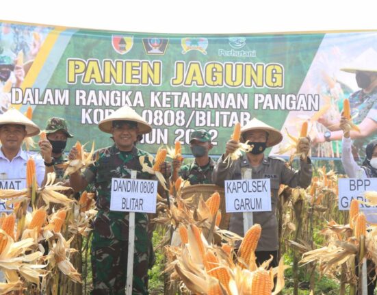 Tingkatkan Ketahanan Pangan Kodim Blitar Gelar Panen Jagung