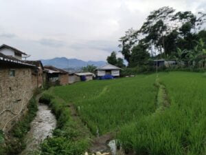 Protes Bau Busuk Kandang Ayam