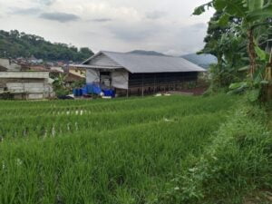 Protes Bau Busuk Kandang Ayam