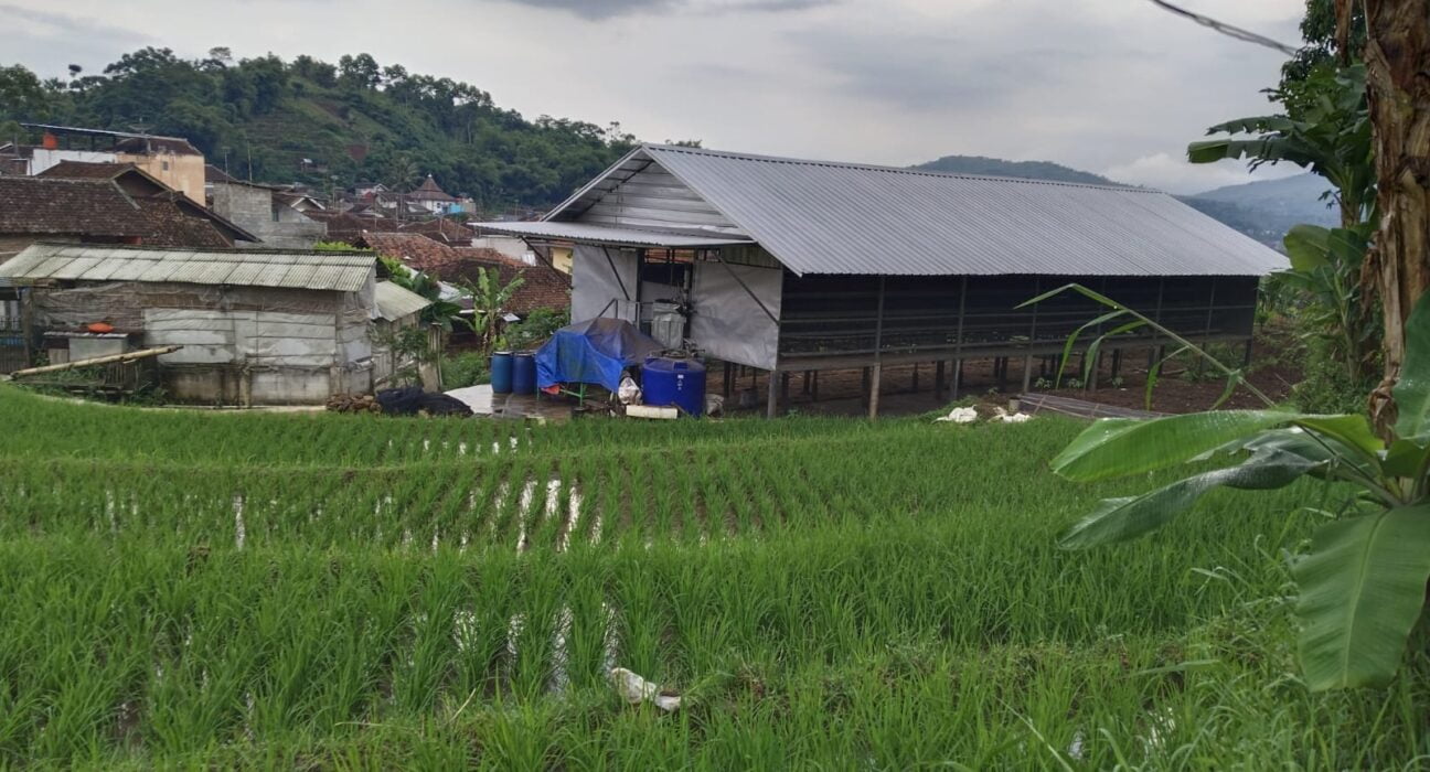 Protes Bau Busuk Kandang Ayam