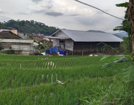 Protes Bau Busuk Kandang Ayam
