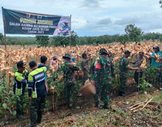 Kodim 0808/Blitar Gelar Panen Jagung Di Wilayah Kecamatan Panggungrejo