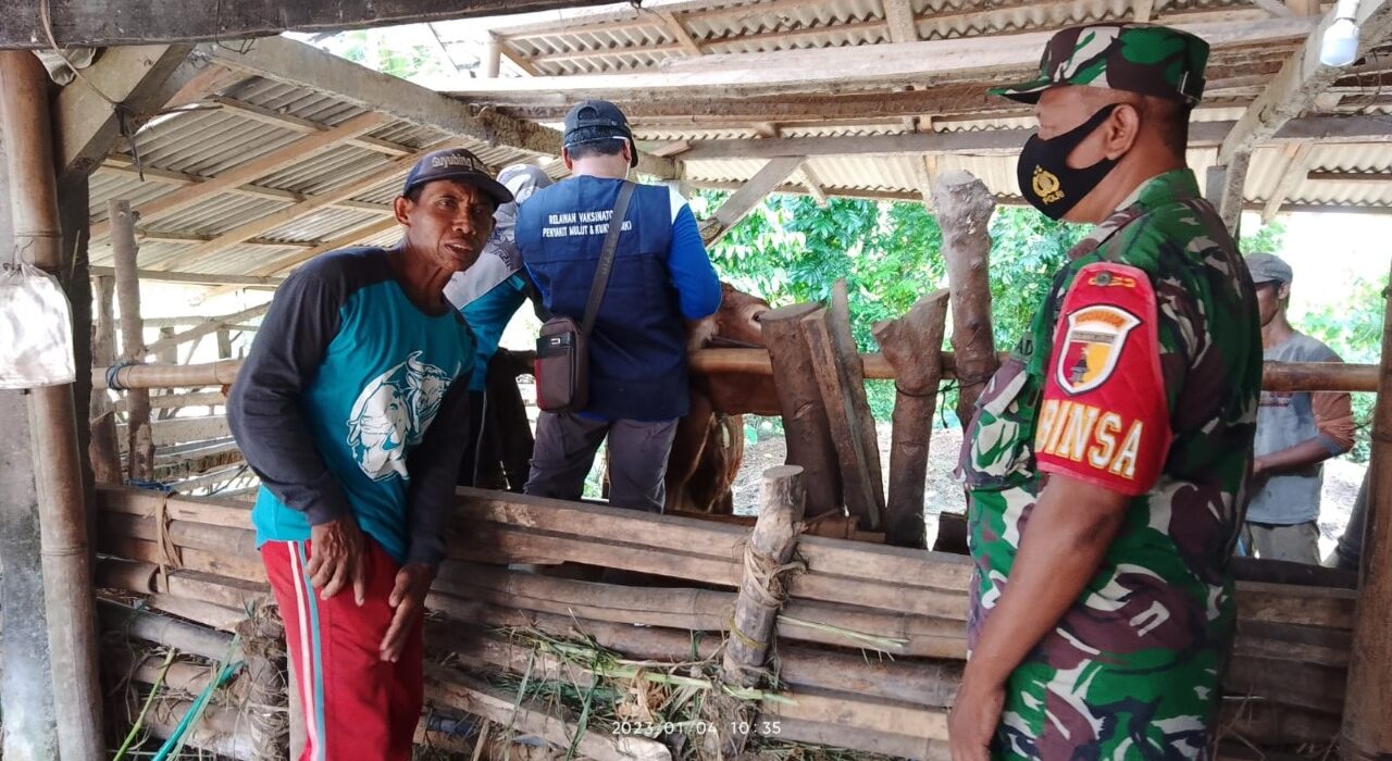 Cegah Penyebaran PMK, Babinsa Koramil Sukorejo Dampingi Vaksinasi Hewan Ternak Di Wilayah Binaannya
