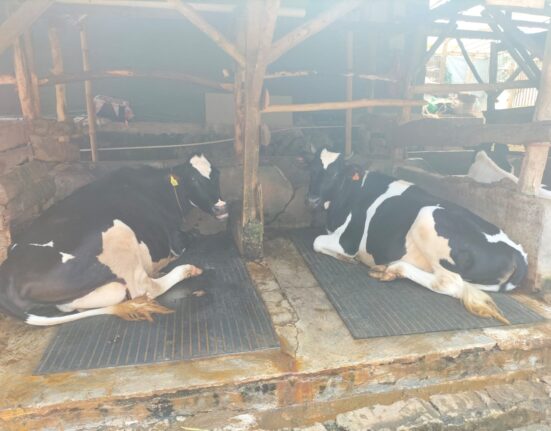 Diduga Uang Pengganti Korban PMK Malah Di Pakai Keperluan Sehari-hari Di Desa Cikahuripan