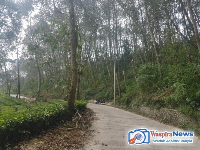 Pihak PT Tirta Mukti Lestari Dalam Melakukan Penebangan Pohon Tidak Sesuai Dengan Prosedur