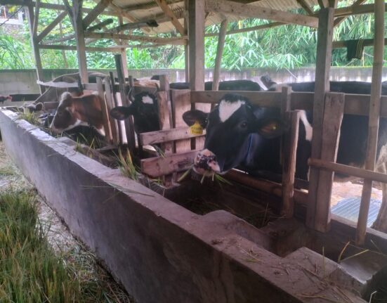 Bantuan 10 Ekor Sapi Dari APBD Timbul Masalah Bagi Pengurus HKSP Kec Pasirjambu