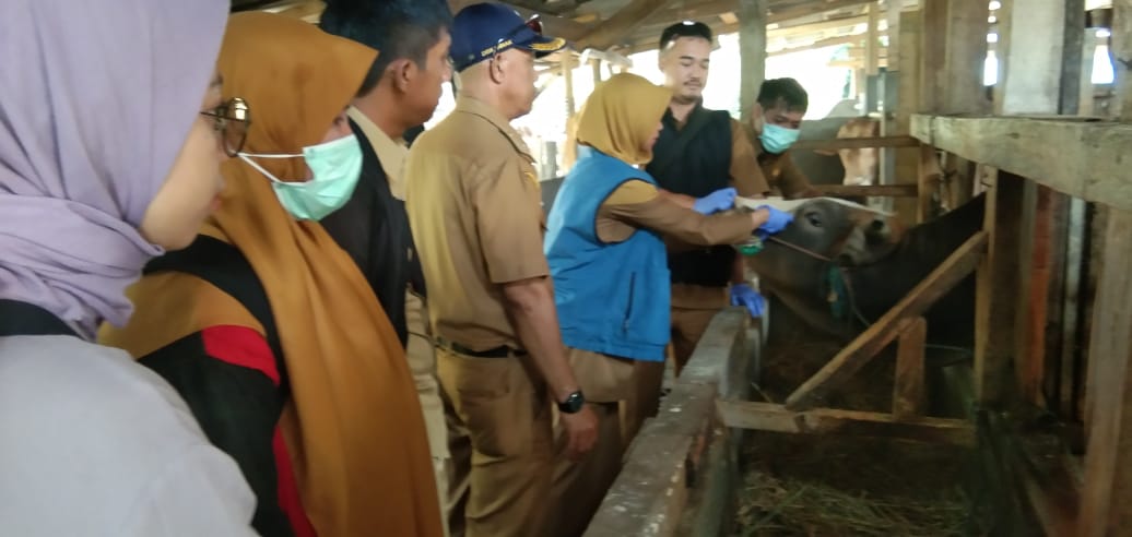 Barnas Adjidin : Pastikan Kesehatan dan Harga Hewan Kurban Terkendali