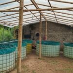 Kolam Bioflok Untuk Membudidaya Ikan Mujair